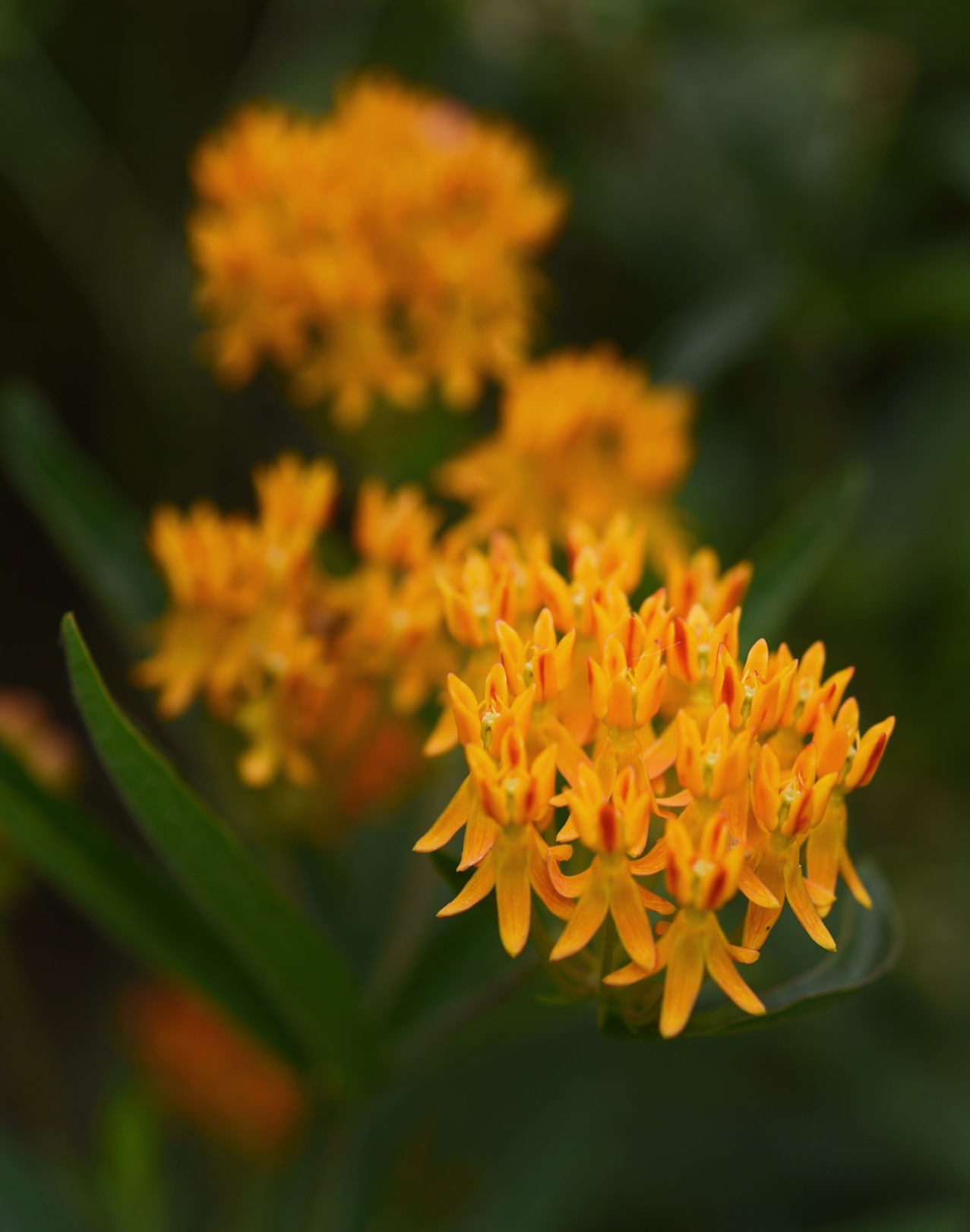 Pollinators